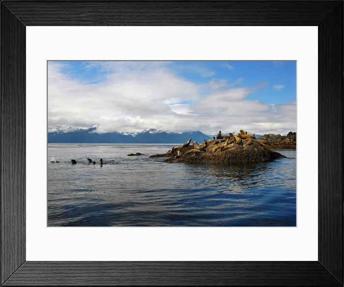 Framed Print : Colony of Stellar Sea Lions, Eumetopias jubatus, Frederick Sound, Inside Passage, Alaska, Pacific Ocean Framed Print : Colony of Stellar Sea Lions, Eumetopias jubatus, Frederick Sound, Inside Passage, Alaska, Pacific Ocean