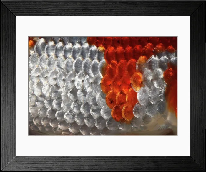 Framed Print : Extreme close up of fish scales Framed Print : Extreme close up of fish scales