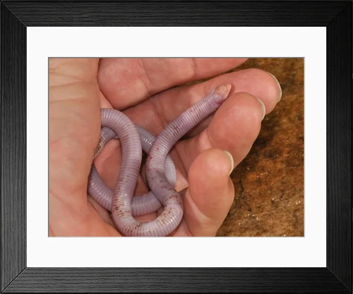 Framed Print : florida worm lizard rhineura floridana (not a worm) Framed Print : florida worm lizard rhineura floridana (not a worm)