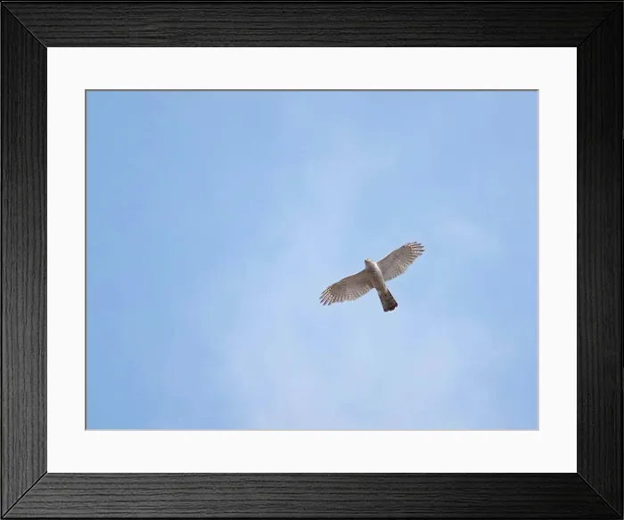 Framed Print : Eurasian sparrowhawk in flight against the sky Framed Print : Eurasian sparrowhawk in flight against the sky