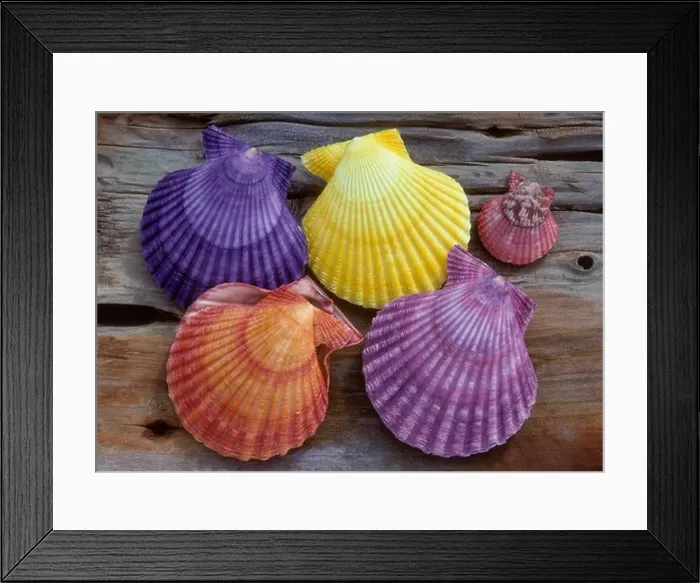 Framed Print : noble scallop mimachlamys (chlamys)