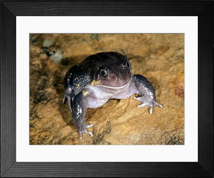 Framed Print : giant burrowing frog heleioporus australiacus grows to 95 mm Framed Print : giant burrowing frog heleioporus australiacus grows to 95 mm