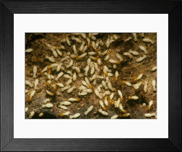 Framed Print : Formosan Subterranean Termites (Coptotermes formosanus), New Orleans, LA Framed Print : Formosan Subterranean Termites (Coptotermes formosanus), New Orleans, LA