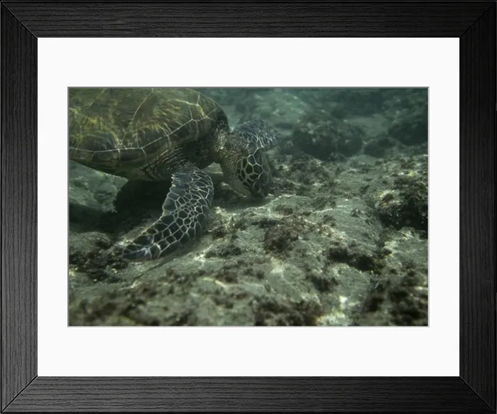 Framed Print : Green Sea Turtle Eating Seaweed (Chelonia mydas) Hawaii Framed Print : Green Sea Turtle Eating Seaweed (Chelonia mydas) Hawaii