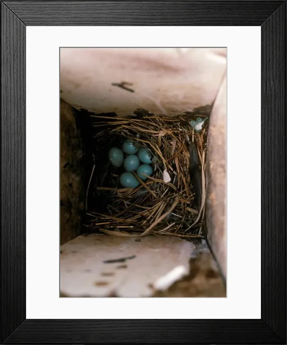Framed Print : Starling eggs laid in bird house, Howell, NJ