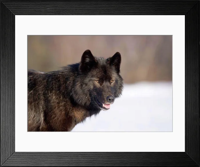 Framed Print : Close_up Archipelago Wolf in black color phase standing on snow field Southeast Alaska Winter Tongass Nat Forest Framed Print : Close_up Archipelago Wolf in black color phase standing on snow field Southeast Alaska Winter Tongass Nat Forest