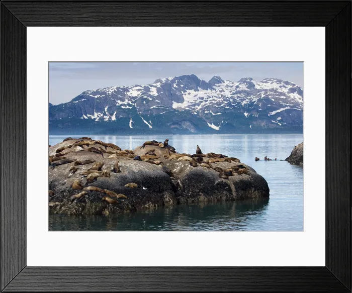 Framed Print : Steller Sea Lions (Eumetopias jubatus) relaxing on a rock, Glacier Bay National Park, Alaska, USA Framed Print : Steller Sea Lions (Eumetopias jubatus) relaxing on a rock, Glacier Bay National Park, Alaska, USA