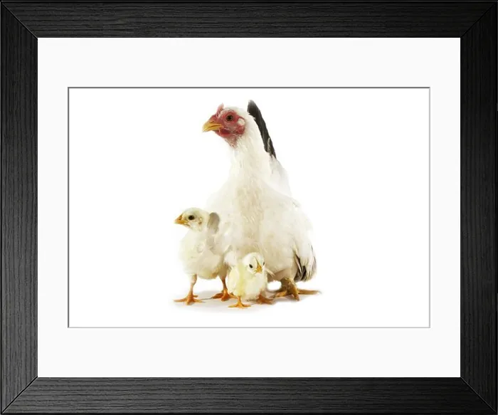 Framed Print : Nagasaki Domestic Chicken, Hen With Chicks Against White Background