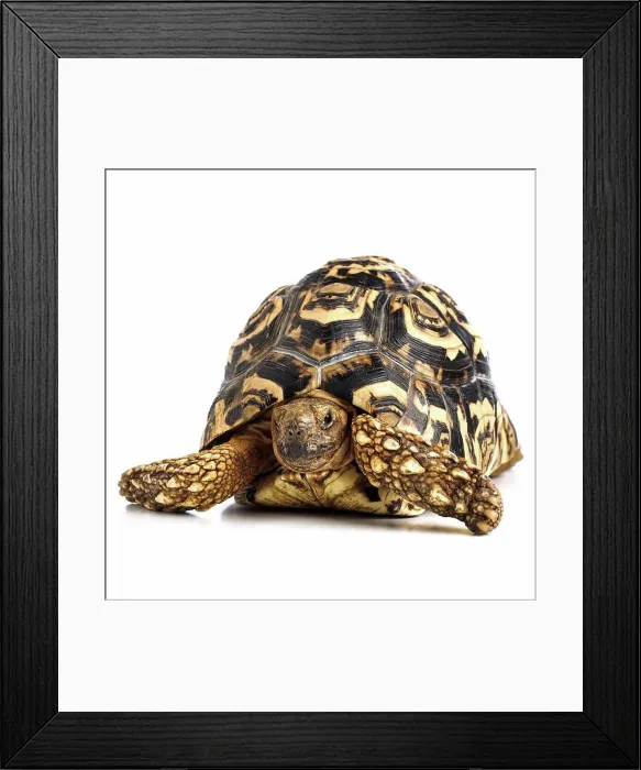 Framed Print : Leopard tortoise (Geochelone pardalis) Framed Print : Leopard tortoise (Geochelone pardalis)