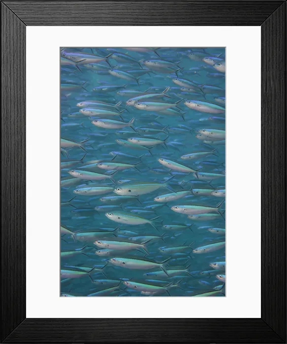 Framed Print : A shoal of Blue dash Fusilier, Pterocaesio tile, South Ari Atoll, Maldives, Indian Ocean Framed Print : A shoal of Blue dash Fusilier, Pterocaesio tile, South Ari Atoll, Maldives, Indian Ocean