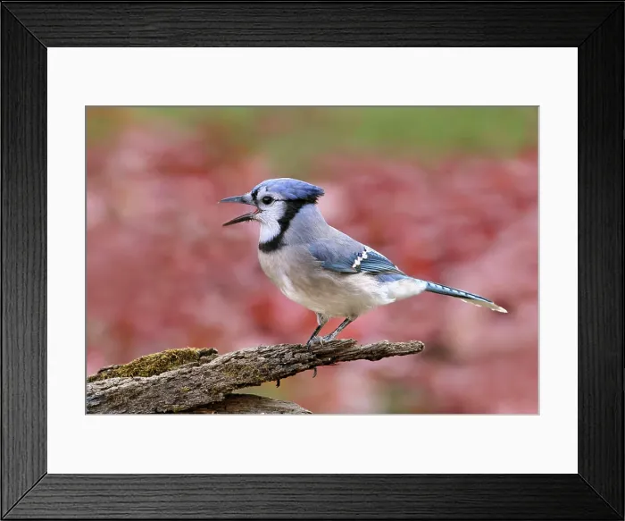 Framed Print : A Blue Jay, Cyanocitta cristata, calling in Autumn, in Saskatoon, Saskatchewan, Canada Framed Print : A Blue Jay, Cyanocitta cristata, calling in Autumn, in Saskatoon, Saskatchewan, Canada