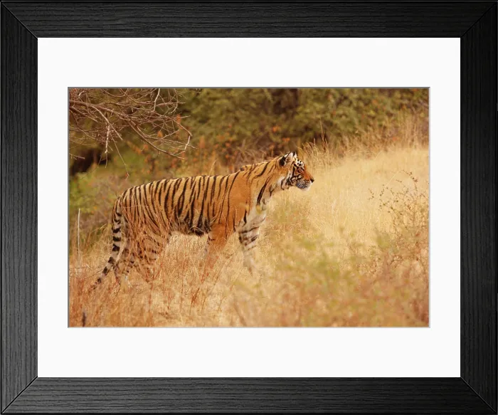 Framed Print : Royal Bengal Tiger watching from the grassland, Ranthambhor National Park, India Framed Print : Royal Bengal Tiger watching from the grassland, Ranthambhor National Park, India