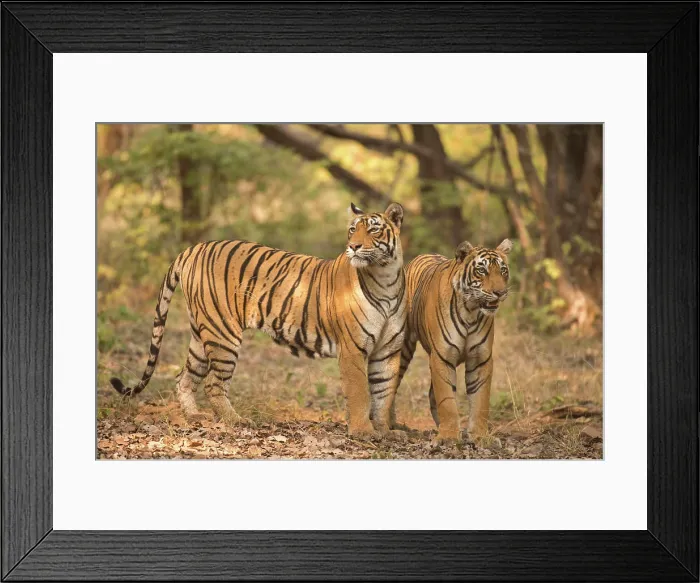 Framed Print : Bengal tiger in Ranthambhore national park, rajasthan, India, Asia Copyright: xAdityaxSingh / DinodiaxPhotox Framed Print : Bengal tiger in Ranthambhore national park, rajasthan, India, Asia Copyright: xAdityaxSingh / DinodiaxPhotox