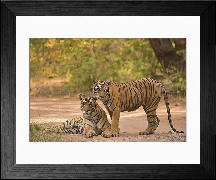 Framed Print : Two wild Bengal Tigers or Indian Tigers (Panthera tigris tigris) Framed Print : Two wild Bengal Tigers or Indian Tigers (Panthera tigris tigris)