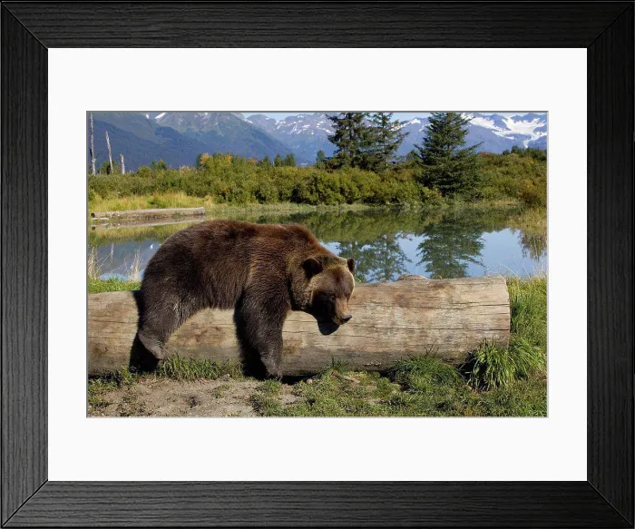 Framed Print : A captive female grizzly lies draped over a log with a pond and mountains in the background