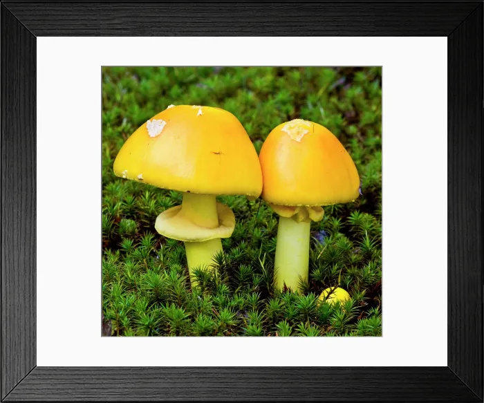 Framed Print : Amanita muscaria mushrooms in bed of moss. Lively, Ontario, Canada