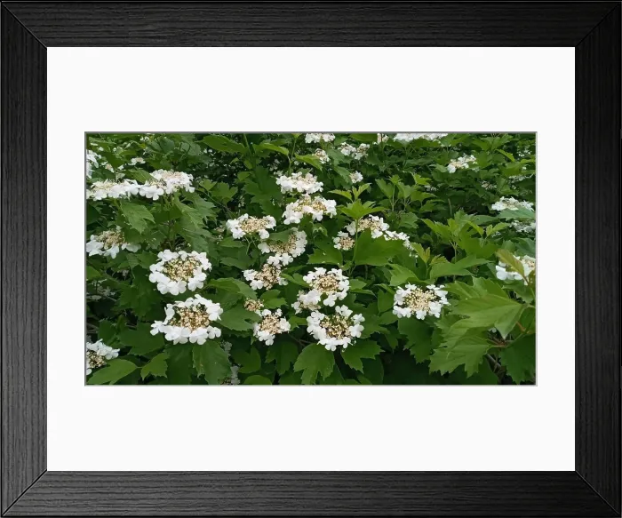 Framed Print : Kalina flowers. Viburnum opulus In Russia the Viburnum fruit is called kalina and is considered a national symbol Framed Print : Kalina flowers. Viburnum opulus In Russia the Viburnum fruit is called kalina and is considered a national symbol