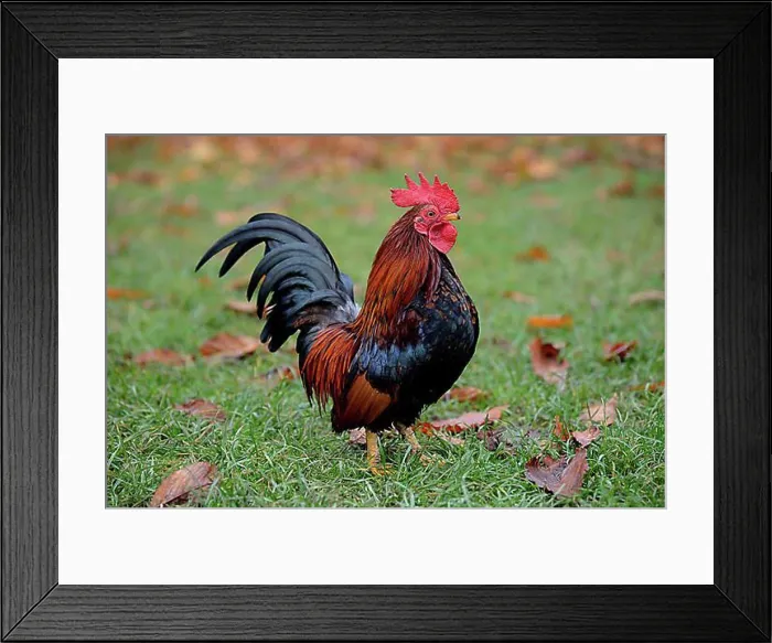 Framed Print : Bantam rooster (Gallus gallus f. Domestica), captive, Bavaria, Germany, Europe Framed Print : Bantam rooster (Gallus gallus f. Domestica), captive, Bavaria, Germany, Europe