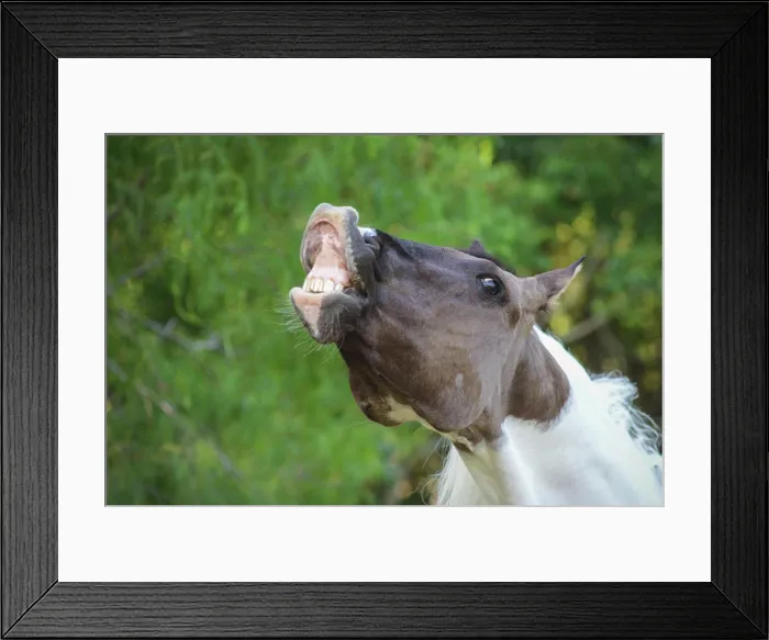 Framed Print : Smiling Funny Horse Showing Teeth Framed Print : Smiling Funny Horse Showing Teeth