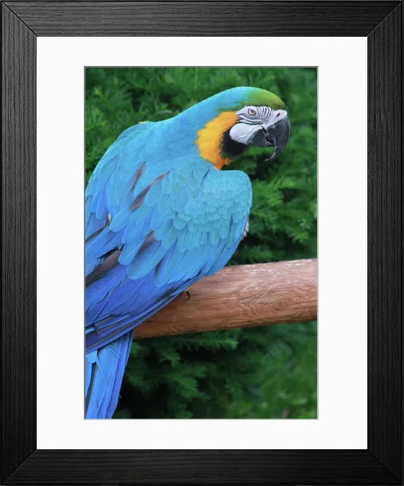 Framed Print : Blue Parrot looking at camera Framed Print : Blue Parrot looking at camera