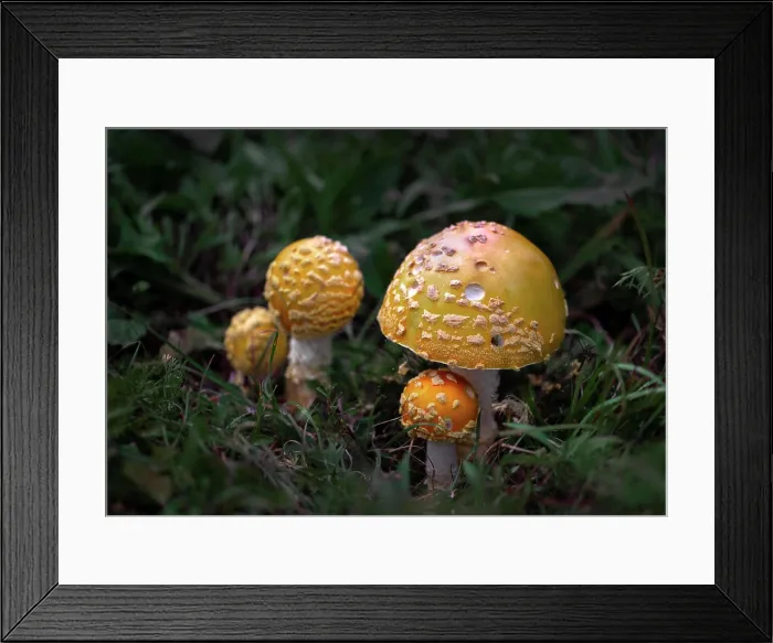 Framed Print : Cluster of Amanita Muscaria var. Guessowii mushrooms; Bear River, Nova Scotia, Canada Framed Print : Cluster of Amanita Muscaria var. Guessowii mushrooms; Bear River, Nova Scotia, Canada