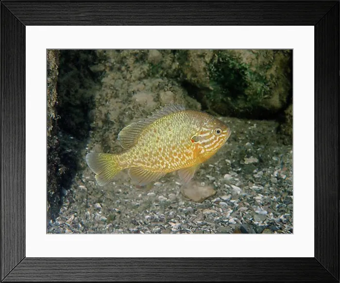 Framed Print : Pumpkinseed sunfish (Lepomis gibbosus), Terlinden dive site, Lake Zurich, Kuesnacht, Zurich, Switzerland, Europe Framed Print : Pumpkinseed sunfish (Lepomis gibbosus), Terlinden dive site, Lake Zurich, Kuesnacht, Zurich, Switzerland, Europe