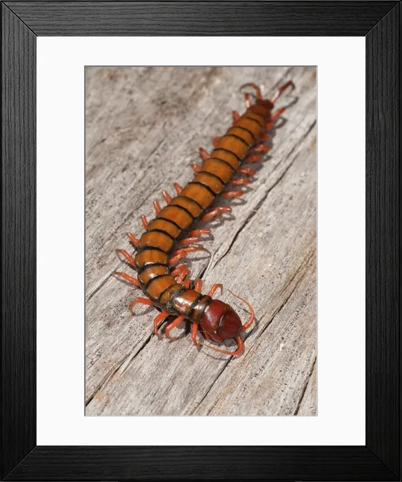 Framed Print : Chinese Red Head Centipede (Scolopendra subspinipes), Klungkung, Bali, Indonesia Framed Print : Chinese Red Head Centipede (Scolopendra subspinipes), Klungkung, Bali, Indonesia