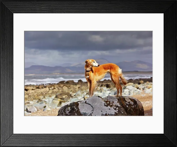 Framed Print : Wales, Gwynedd, near Harlech. A Saluki cross Lurcher standing on a large rock on the beach at Llanfair