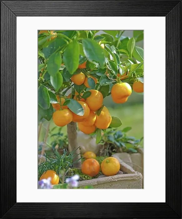 Framed Print : Calamondine (x Citrofortunella microcarpa), Berlin, 81