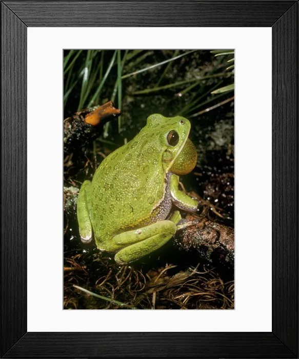 Framed Print : Barking TreeFrog (Hyla gratiosa) Framed Print : Barking TreeFrog (Hyla gratiosa)