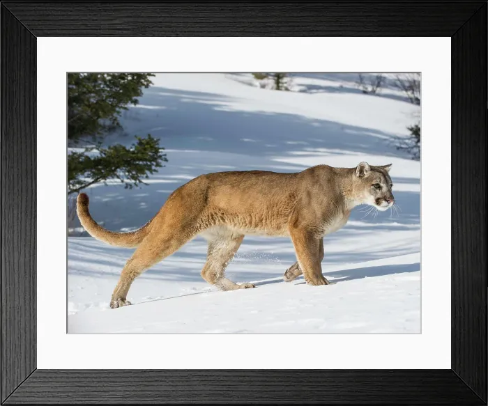 Framed Print : Captive Mountain Lion (Puma concolor couguar) in the snow Bozeman, Montana, USA Framed Print : Captive Mountain Lion (Puma concolor couguar) in the snow Bozeman, Montana, USA