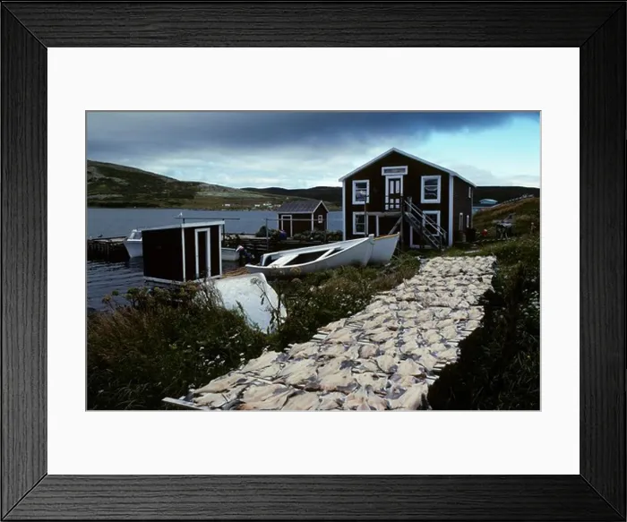 Framed Print : CANADA, NEWFOUNDLAND, SOUTH LABRADOR, RED BAY, COD FISH DRYING ON RACKS IN VILLAGE