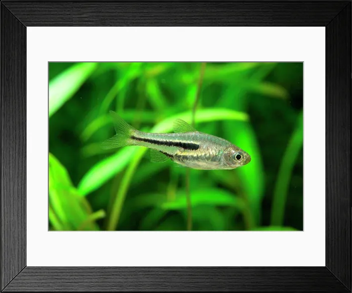 Framed Print : Dwarf Rasbora (Trigonostigma somphongsi) in aquarium