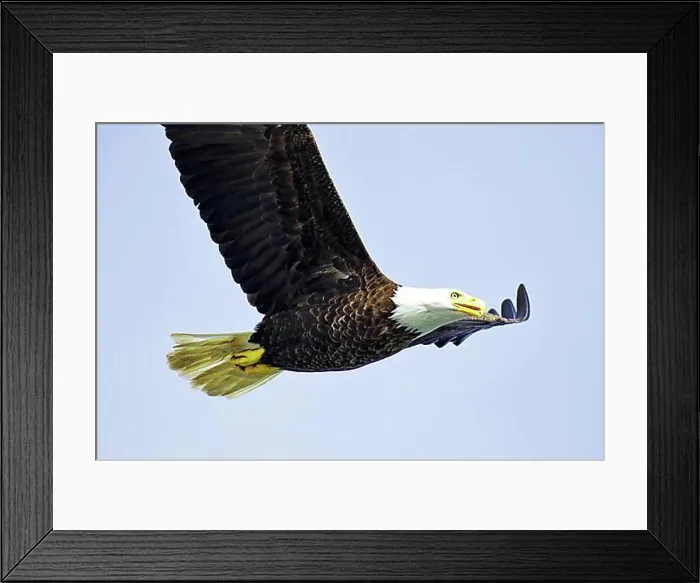 Framed Print : Bald eagle in flight, heraldic bird, proud, majestic, Prince Rupert, British Columbia, Canada, North America Framed Print : Bald eagle in flight, heraldic bird, proud, majestic, Prince Rupert, British Columbia, Canada, North America