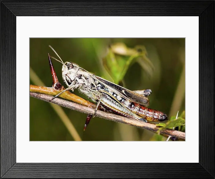 Framed Print : Common field grasshopper (Chorthippus brunneus) Framed Print : Common field grasshopper (Chorthippus brunneus)