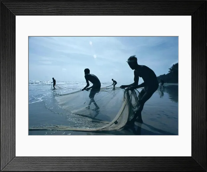 Framed Print : Fishermen pulling in fishing nets, Negombo Beach, Negombo, Sri Lanka Framed Print : Fishermen pulling in fishing nets, Negombo Beach, Negombo, Sri Lanka