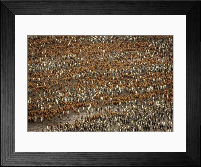 Framed Print : King Penguins (Aptenodytes patagonicus) at Salisbury Plain, South Georgia