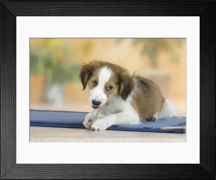 Framed Print : Kooikerhondje, puppy, 3 months, with chewing stick, chewing toy, chewing bone Framed Print : Kooikerhondje, puppy, 3 months, with chewing stick, chewing toy, chewing bone