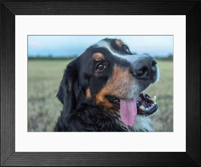 Framed Print : Close-up of Border Collie on field Framed Print : Close-up of Border Collie on field