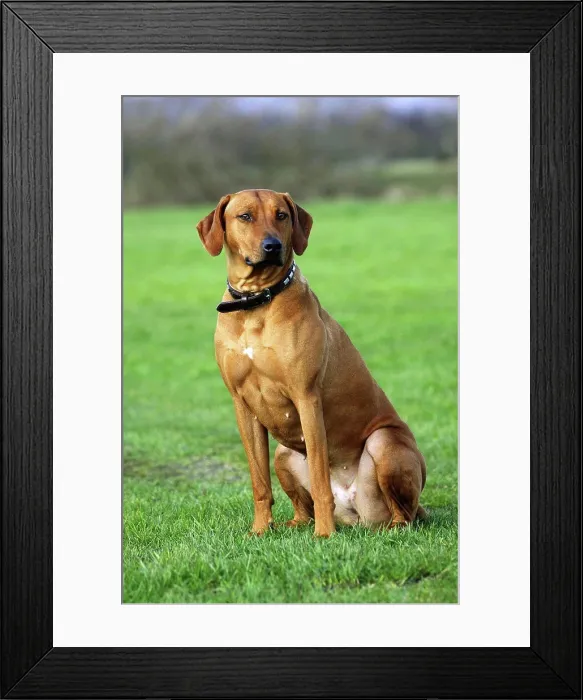 Framed Print : Rhodesian Ridgeback, Collar Framed Print : Rhodesian Ridgeback, Collar