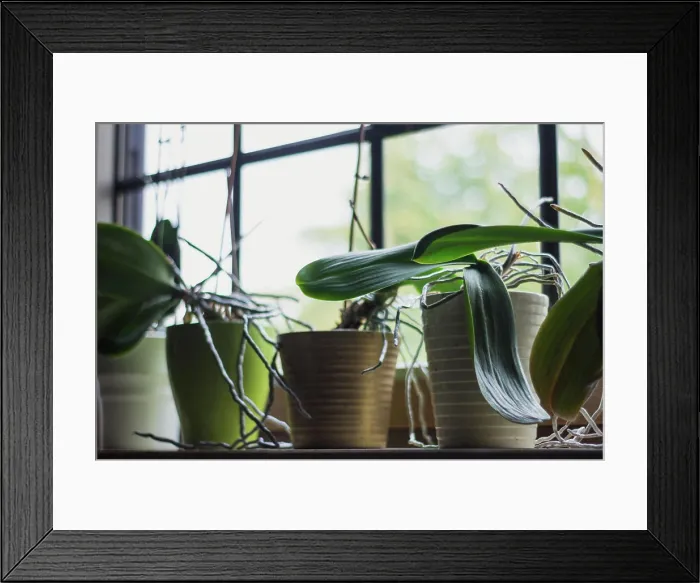 Framed Print : Cozy living room with different potted plants in plastic pot on sill in house Framed Print : Cozy living room with different potted plants in plastic pot on sill in house