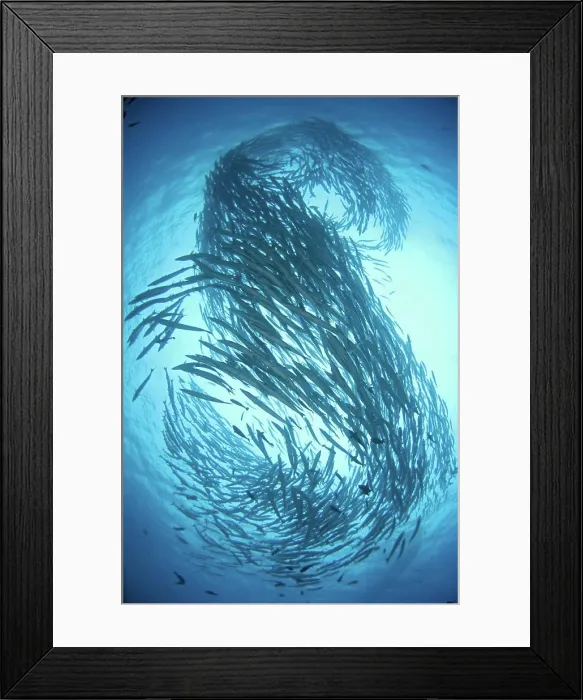 Framed Print : Schooling Chevron Barracuda