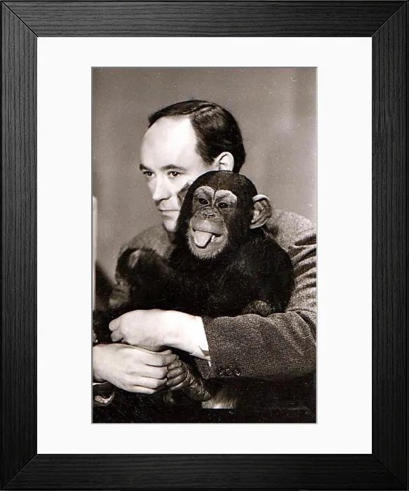 Framed Print : Desmond Morris with the chimpanzee Congo on the Zootime TV programme from the London Zoo, 1957 Framed Print : Desmond Morris with the chimpanzee Congo on the Zootime TV programme from the London Zoo, 1957