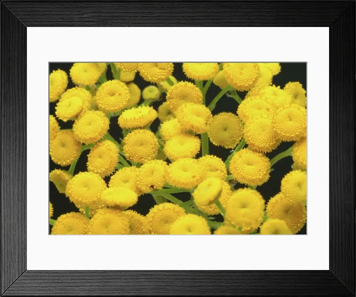 Framed Print : Tansy (Chrysanthemum vulgare) (Tanacetum vulgare), syn. :, wormweed, medicinal plant Framed Print : Tansy (Chrysanthemum vulgare) (Tanacetum vulgare), syn. :, wormweed, medicinal plant