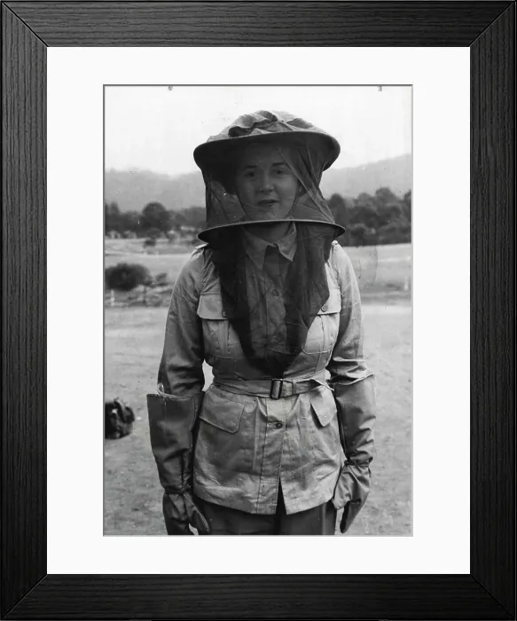 Framed Print : Fashion in N.G. Veils - Special outdoor tropical uniform are issued to members of the Australian Army Medical Women's