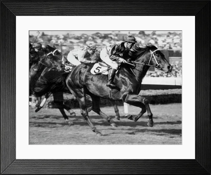 Framed Print : 'Wodalla' Racehorses. October 27, 1953 Framed Print : 'Wodalla' Racehorses. October 27, 1953