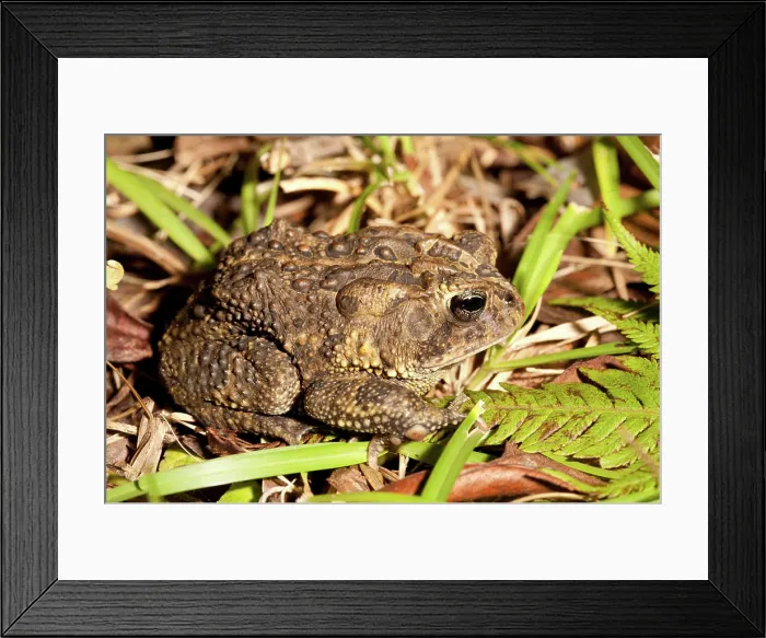 Framed Print : Oak Toad, Anaxyrus quercicus, Everglades, Florida, USA Framed Print : Oak Toad, Anaxyrus quercicus, Everglades, Florida, USA