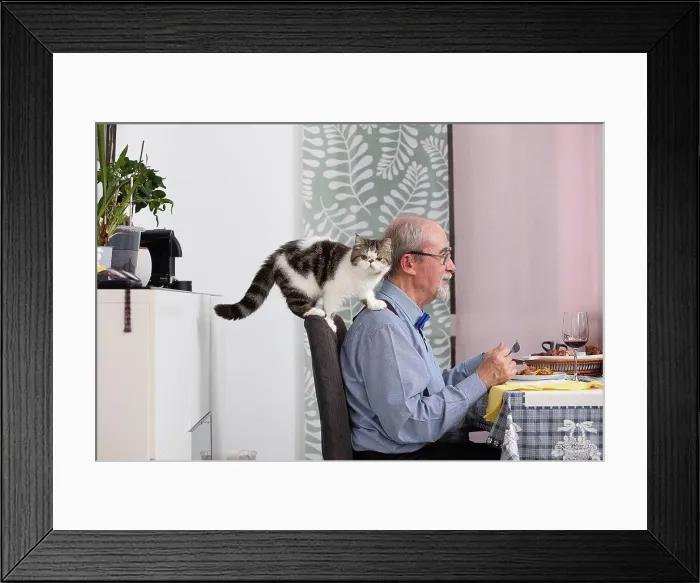 Framed Print : Portugal, Kitten climbing arm of man sitting at table Framed Print : Portugal, Kitten climbing arm of man sitting at table