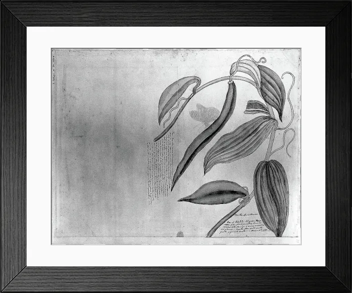 Framed Print : Leaves and fruit of a kind of Mexican vanilla. Drawing by Thomas Malie, 1730 Framed Print : Leaves and fruit of a kind of Mexican vanilla. Drawing by Thomas Malie, 1730