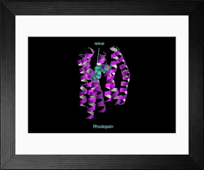 Framed Print : Molecular model of rhodopsin, ribbon diagram Framed Print : Molecular model of rhodopsin, ribbon diagram